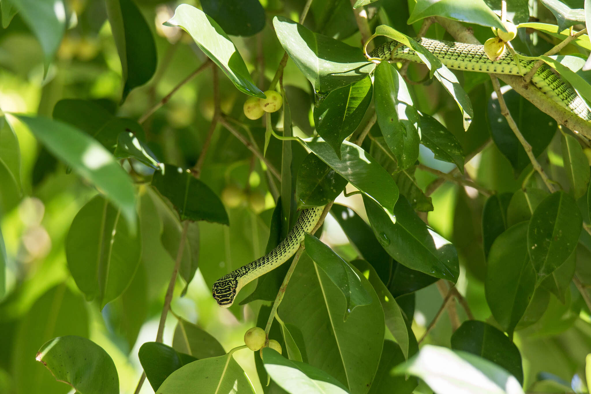 Image of Gewöhnliche Schmuckbaumnatter