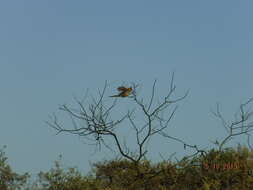 Image of Chiming Wedgebill