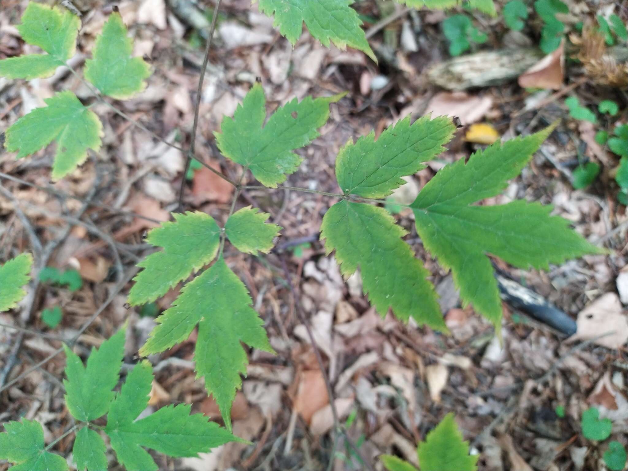 Image of Actaea spicata var. acuminata (Wall. ex Royle) Hara