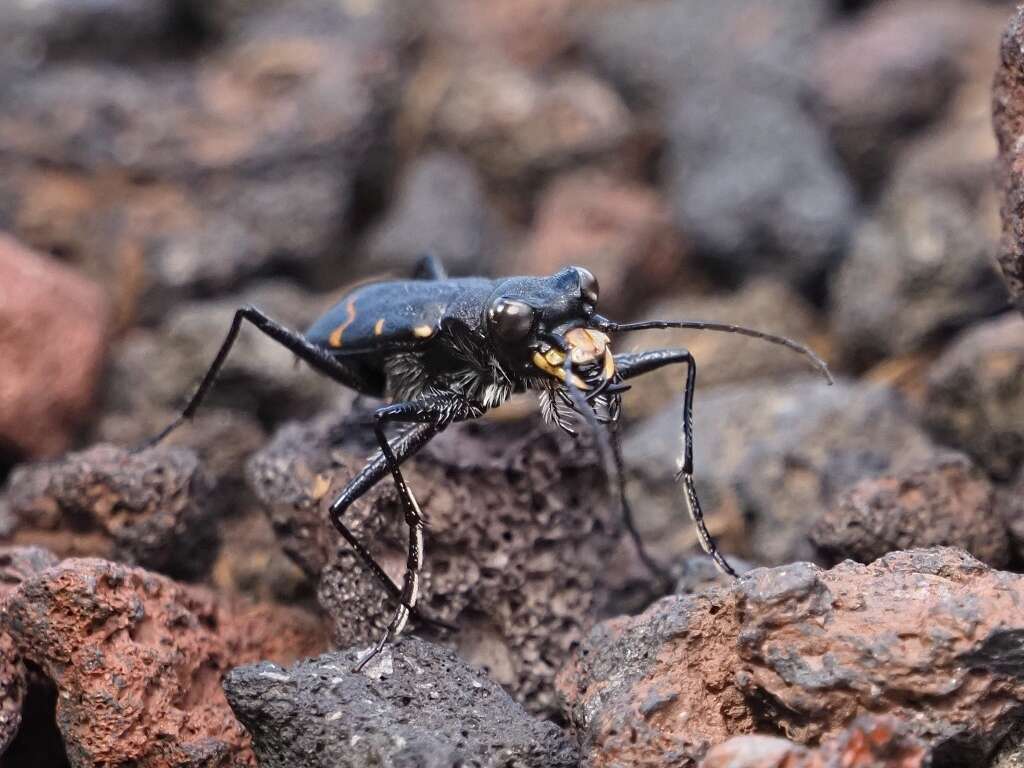 Plancia ëd Cicindela (Cicindela) sachalinensis sachalinensis A. Morawitz 1862