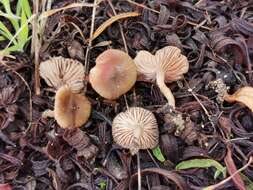 Image of Entoloma cistophilum Trimbach 1981