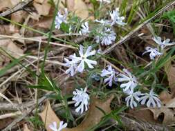 Image of cleft phlox