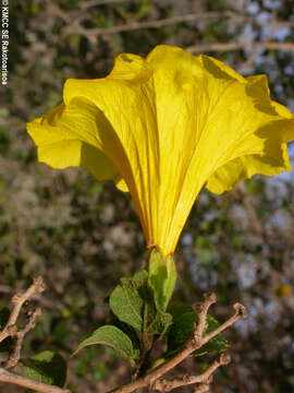 Image of Cordia mairei Humbert