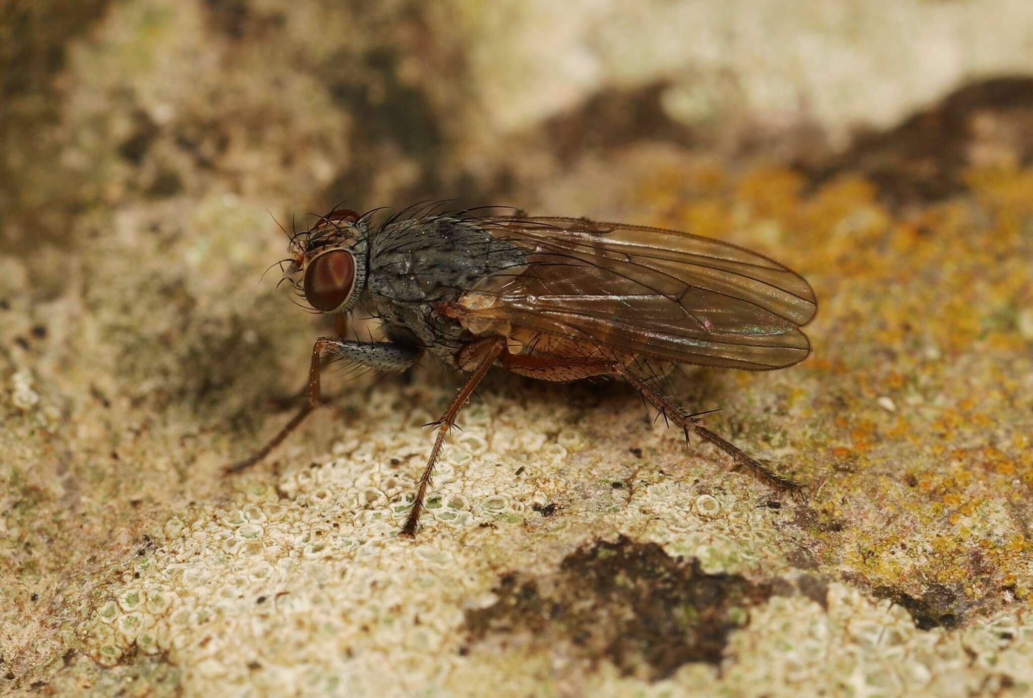 Image of Lispocephala brachialis