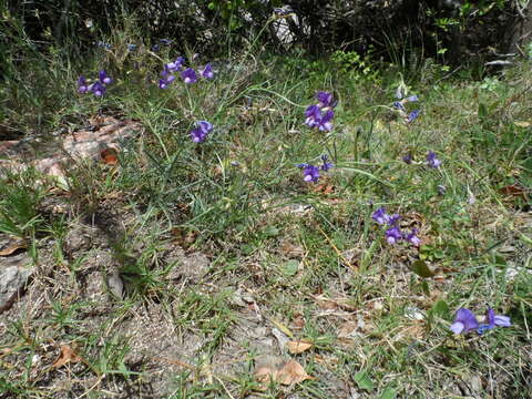 Sivun Lathyrus subulatus Lam. kuva