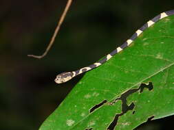 Image of Blunthead Tree Snake