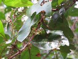 Image of Maesa dependens var. pubescens Benth.