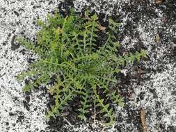 Plancia ëd Brassica barrelieri (L.) Janka