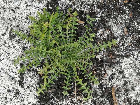 Imagem de Brassica barrelieri (L.) Janka