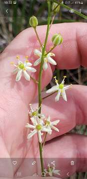 Image de Schoenolirion albiflorum (Raf.) R. R. Gates