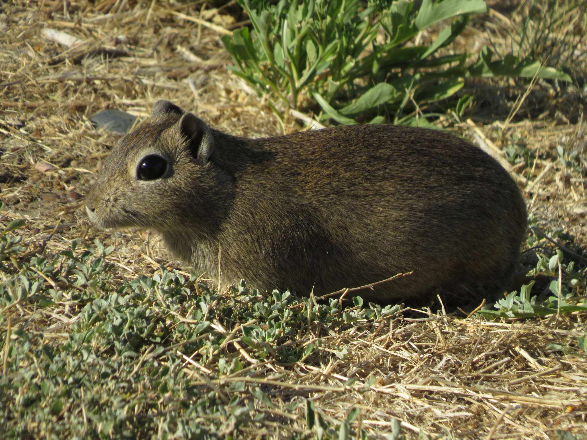 Image of Southern Mountain Cavy