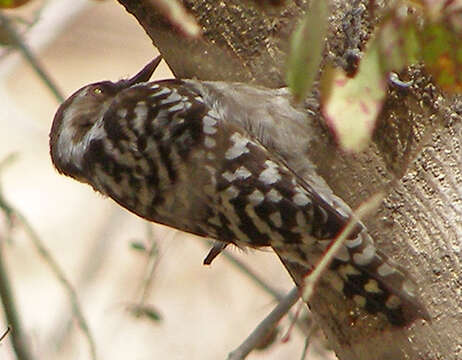 Image of Brown-capped Pygmy Woodpecker