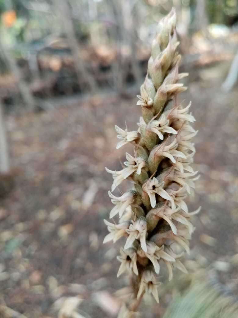 Imagem de Aulosepalum pyramidale (Lindl.) M. A. Dix & M. W. Dix