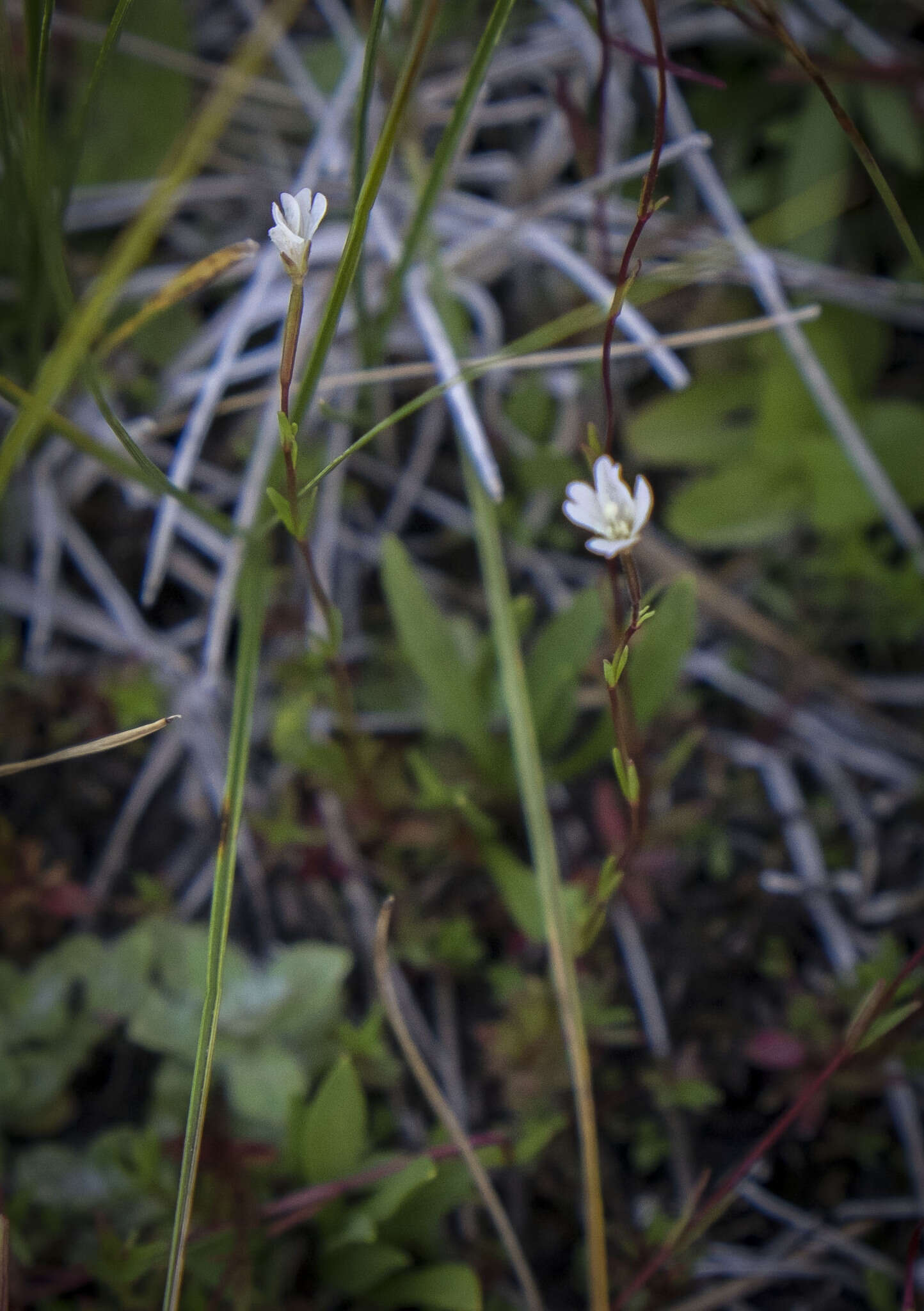 Image of Oregon Willowherb