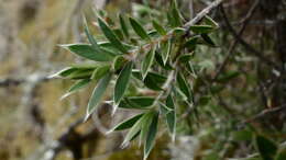 Image of Pimelea pseudolyallii Allan