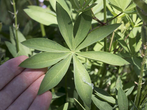 Image of largeleaf lupine