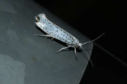 Image of Bird-cherry Ermine