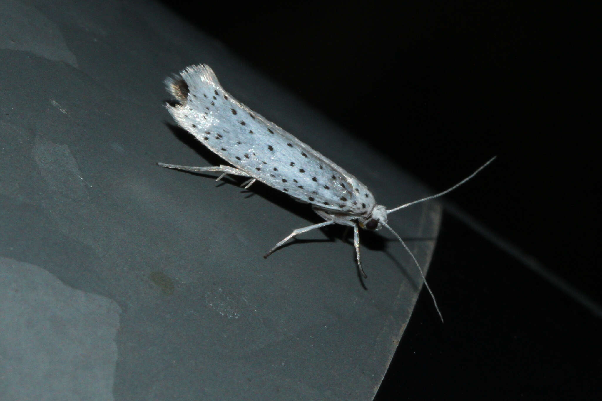 Imagem de Yponomeuta evonymella Linnaeus 1758