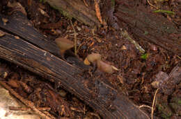 Image of Brown Oak Disc Cup