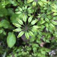 Image of Coptis japonica (Thunb.) Makino