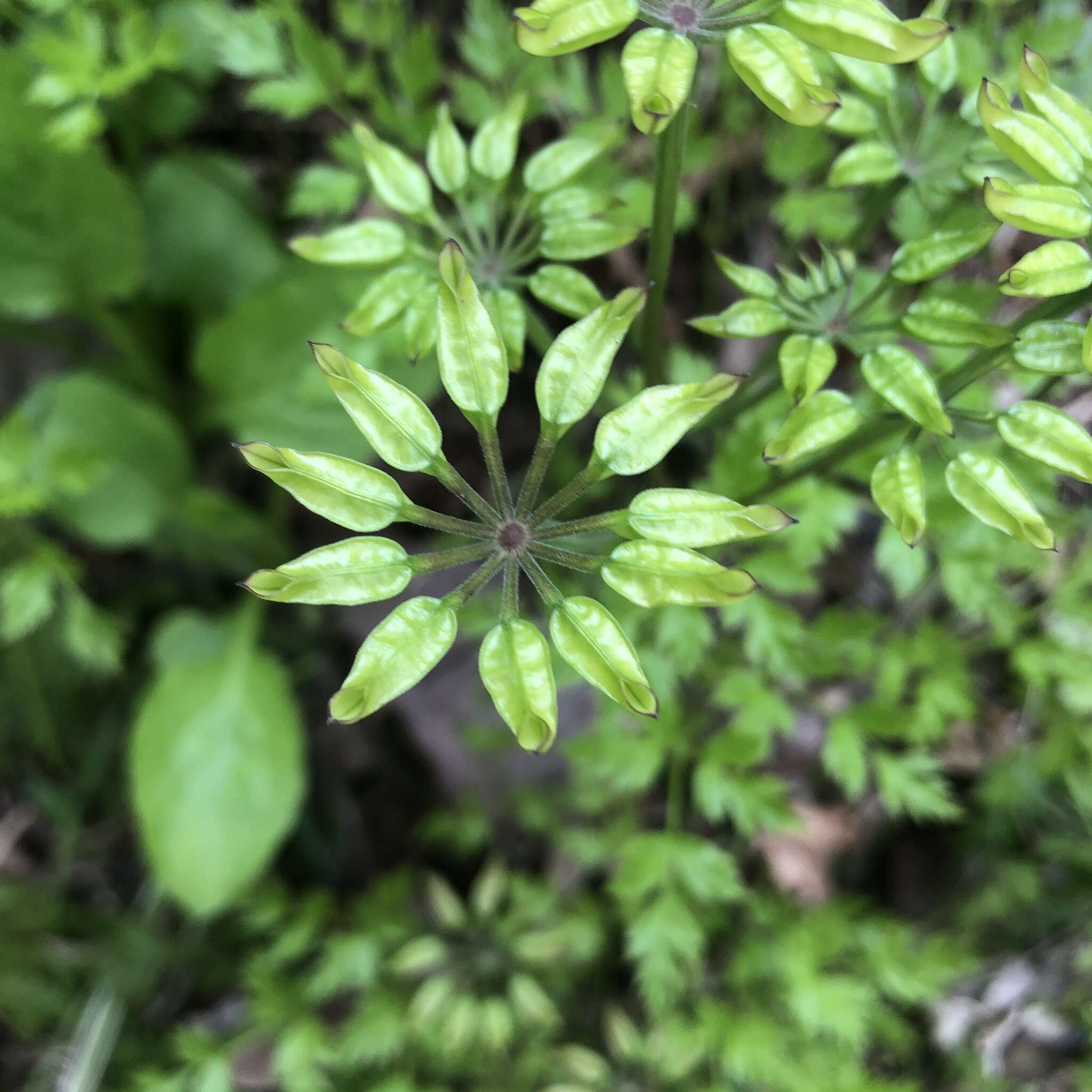 Image de Coptis japonica (Thunb.) Makino