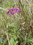 Image of Hilliardiella hirsuta (DC.) H. Robinson