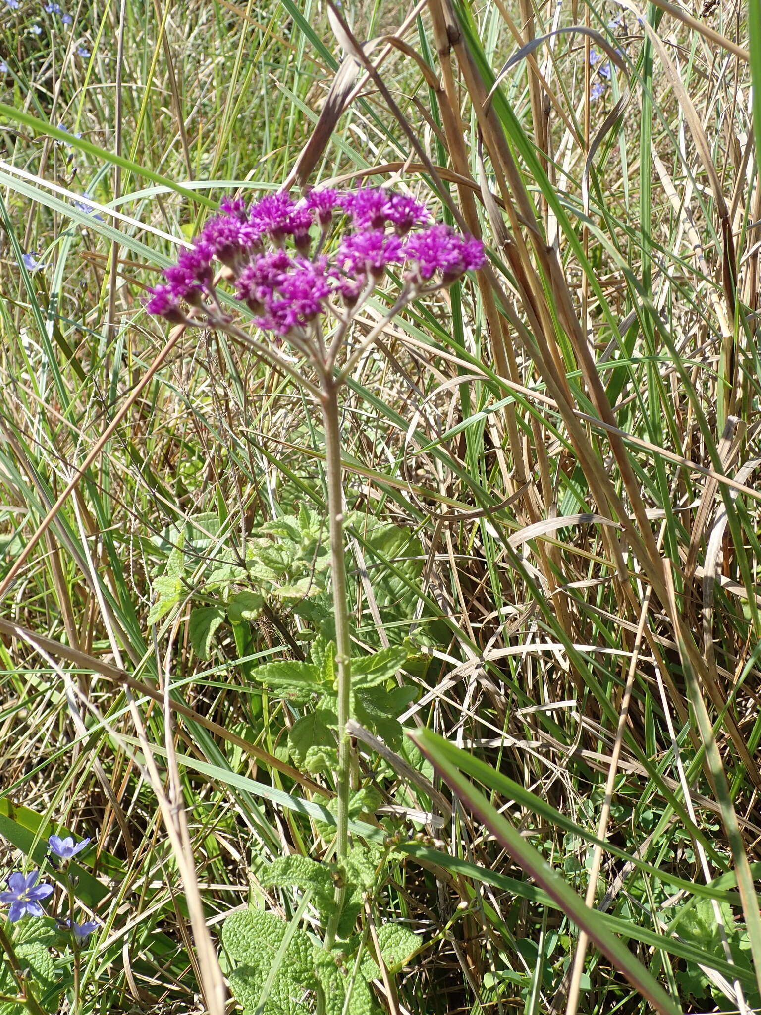 Imagem de Hilliardiella hirsuta (DC.) H. Robinson