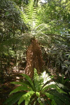 Image of Tree fern