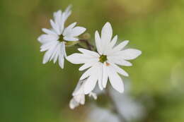 Image of smallflower woodland-star