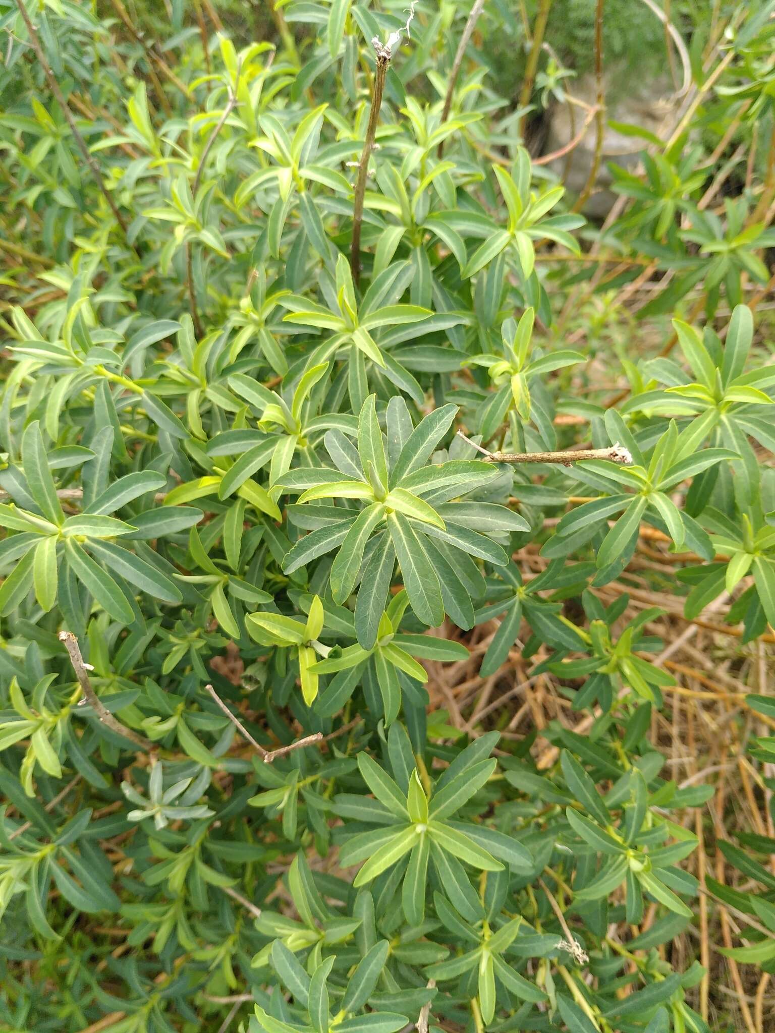 Euphorbia squamigera Loisel. resmi