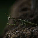 Imagem de Presibylla elegans Bolivar 1908