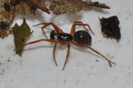 Sivun mastosarvihämähäkki kuva