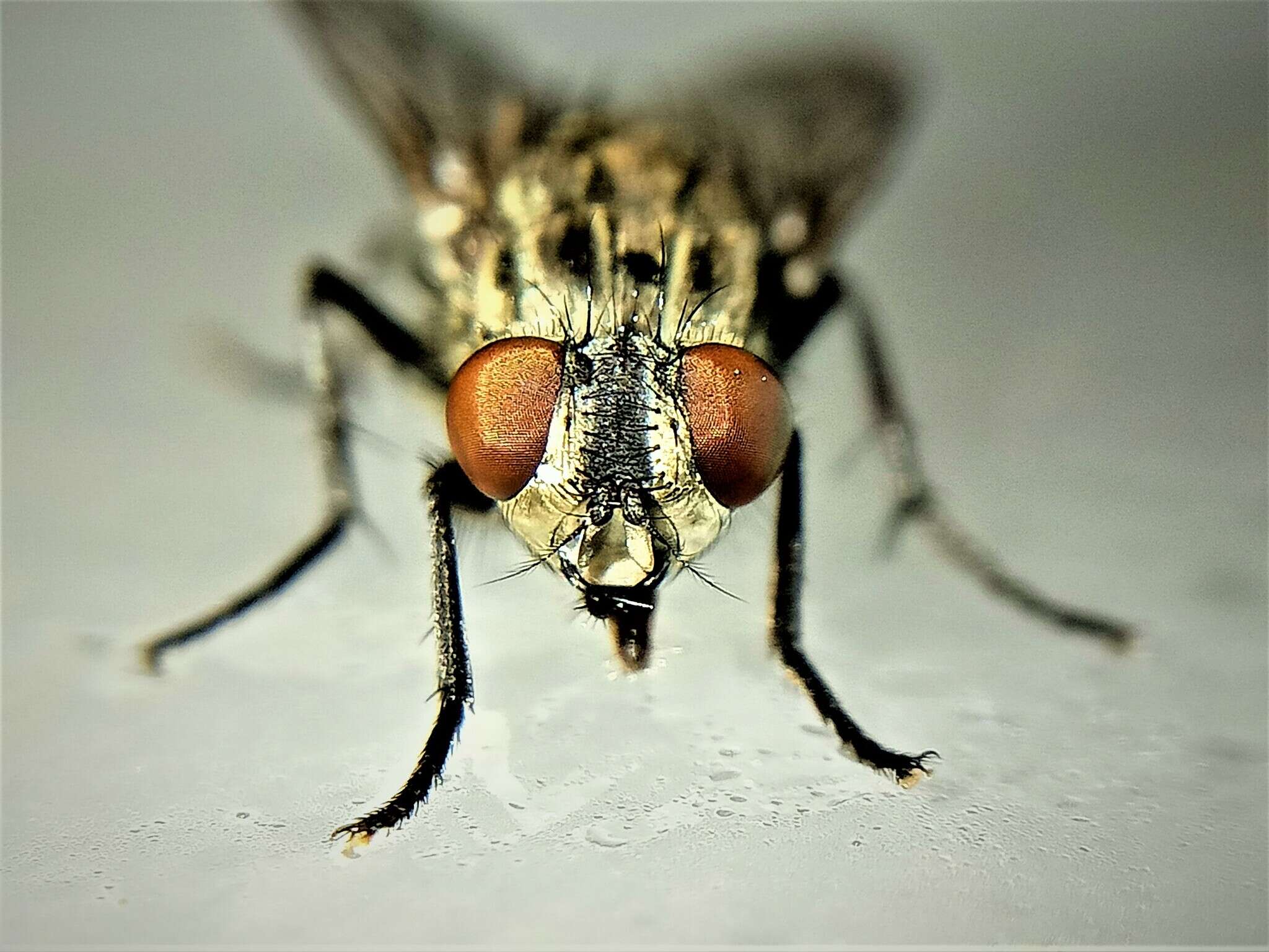 Image of Flesh fly