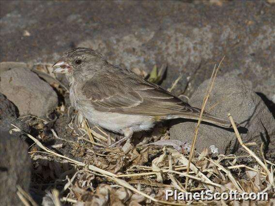 Image of Yellow-rumped Seedeater