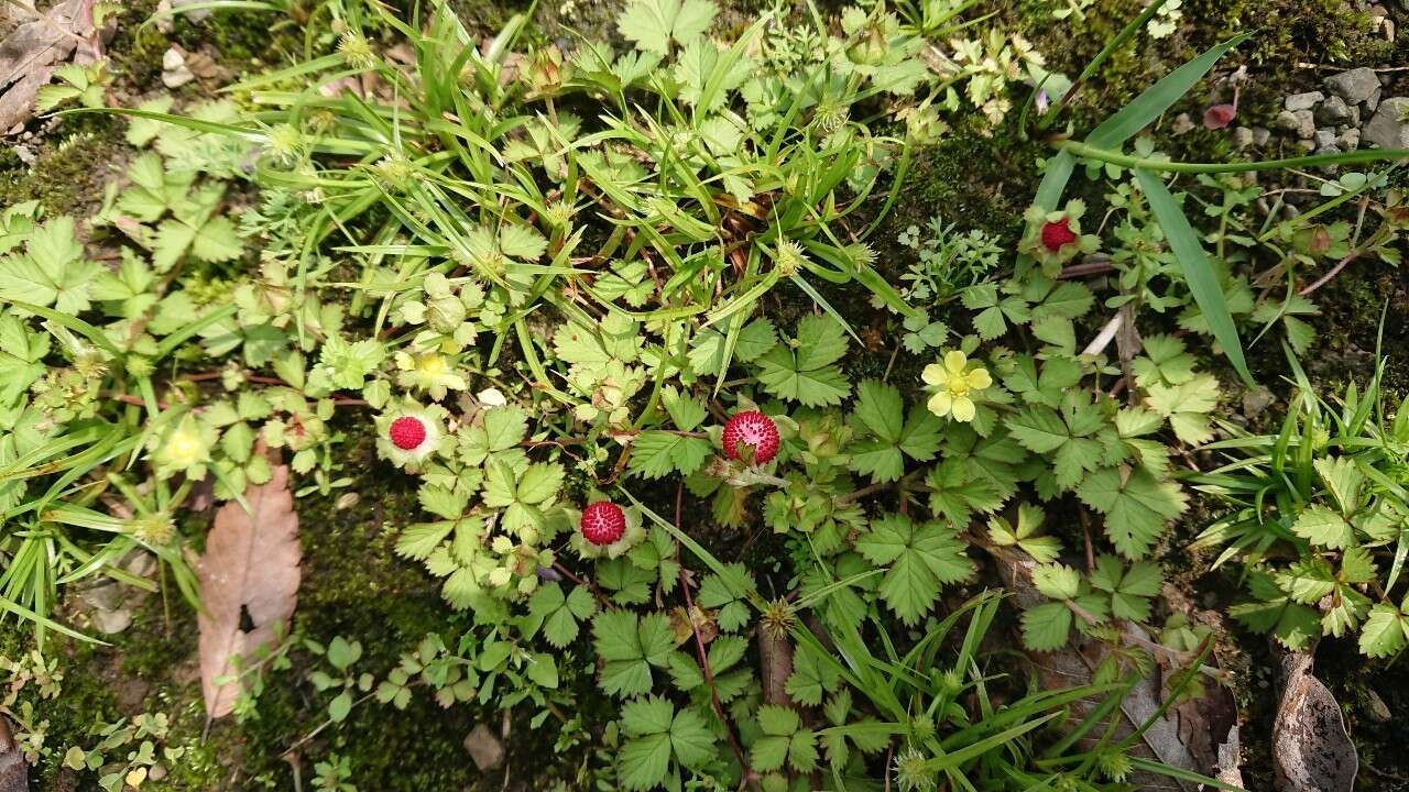 Image of Potentilla wallichiana Ser.