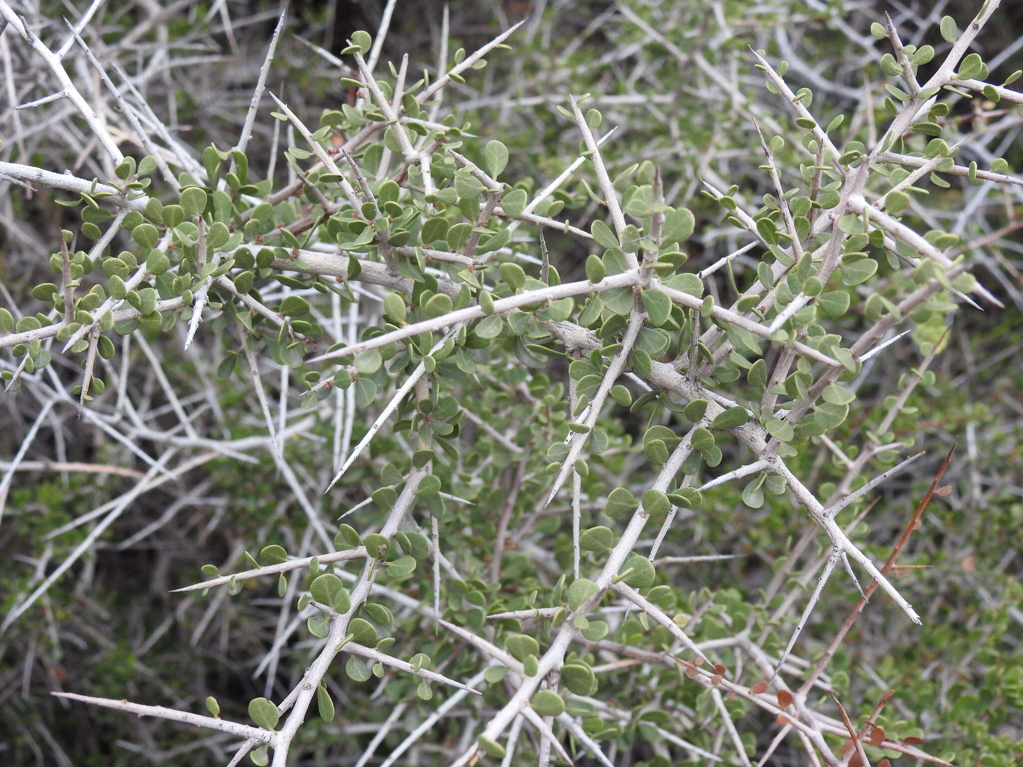 Image de Schinus johnstonii F. A. Barkley