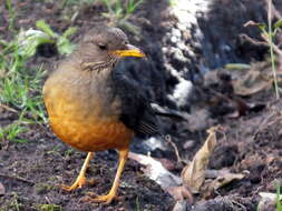 Image of Turdus olivaceus olivaceus Linnaeus 1766