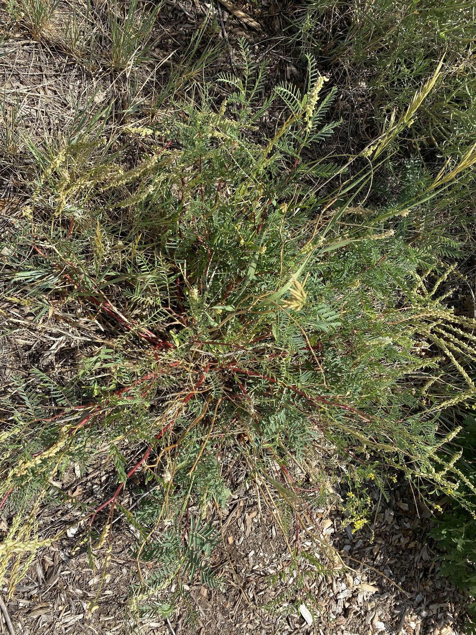 Imagem de Astragalus bisulcatus var. haydenianus (A. Gray) Barneby