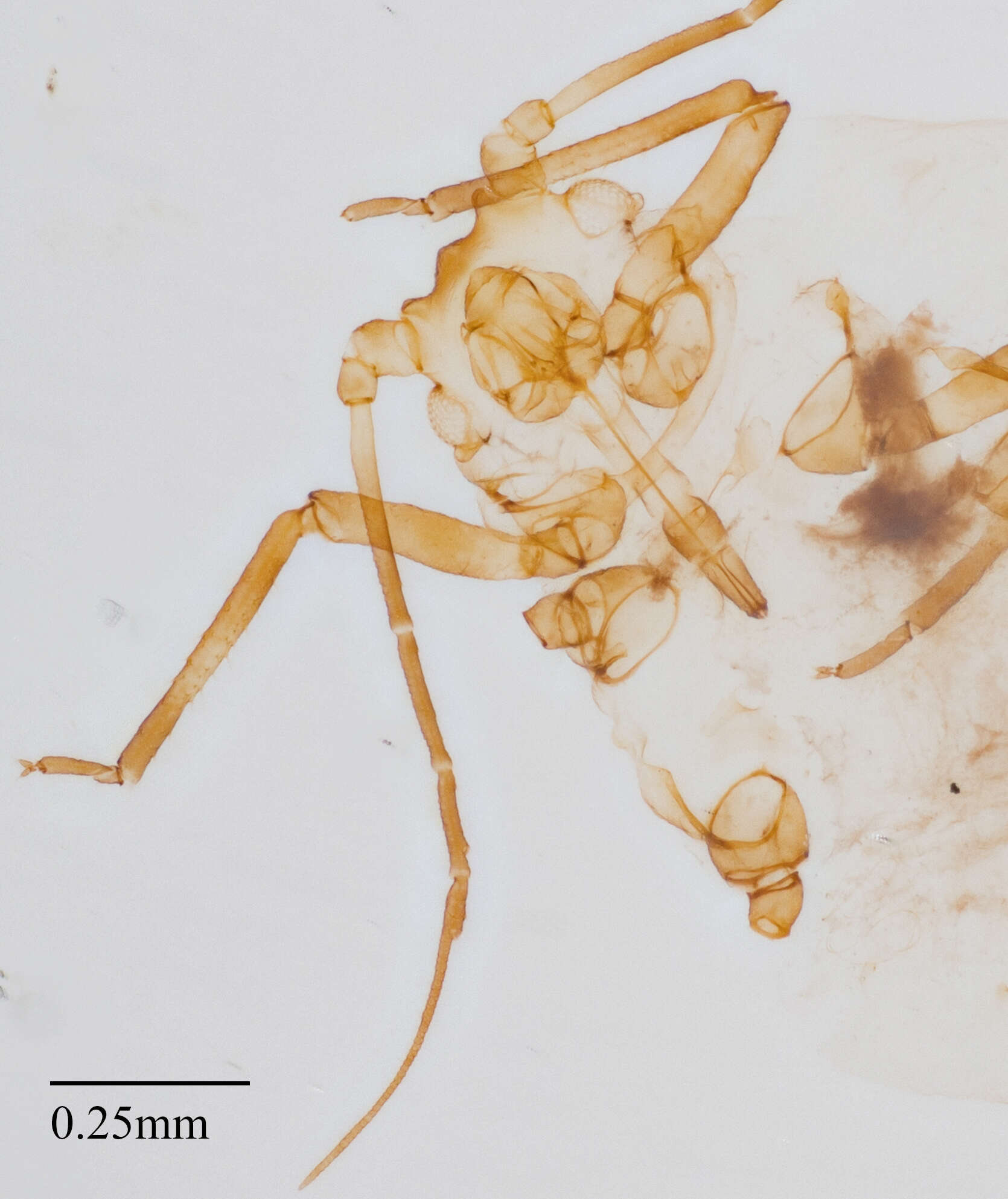 Image of Oat-birdcherry aphid