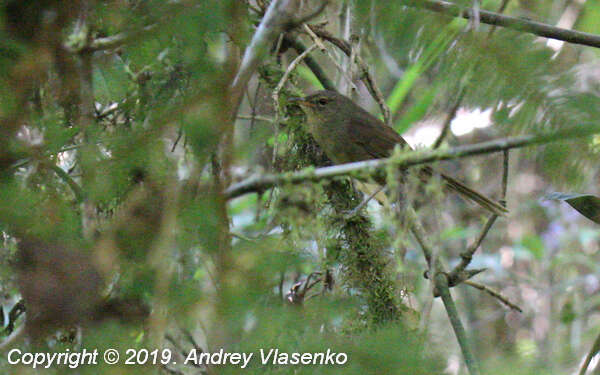 Image of Nesillas typica typica (Hartlaub 1860)