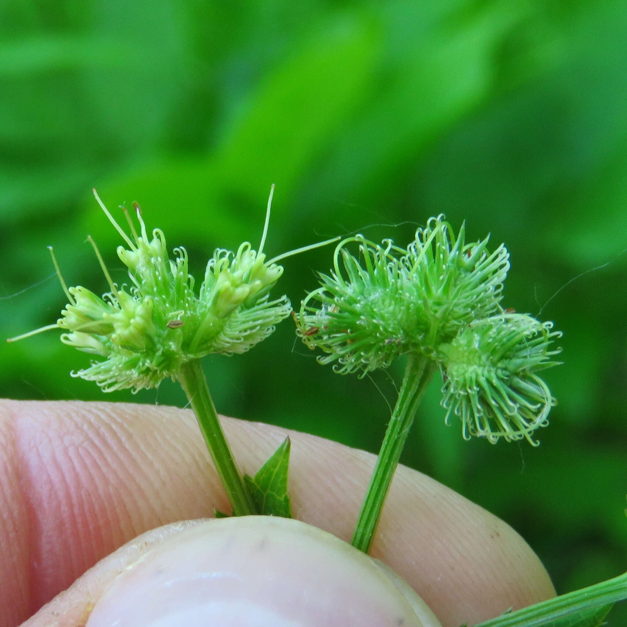 Image of Maryland sanicle