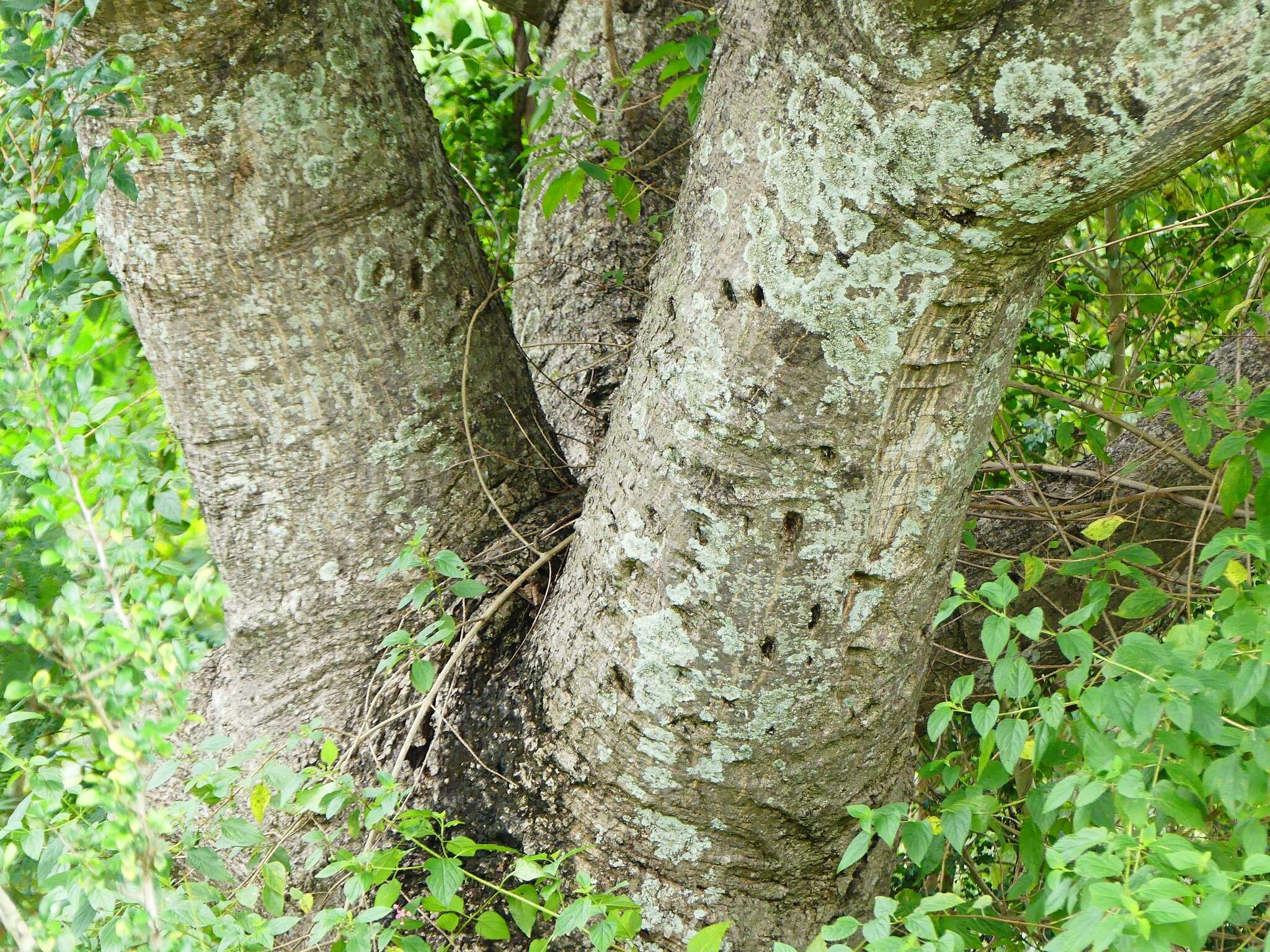 Image de Spondias pinnata (L. fil.) Kurz