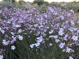 Image of gilia beardtongue