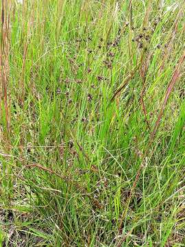 Image of Juncus exsertus Buch.