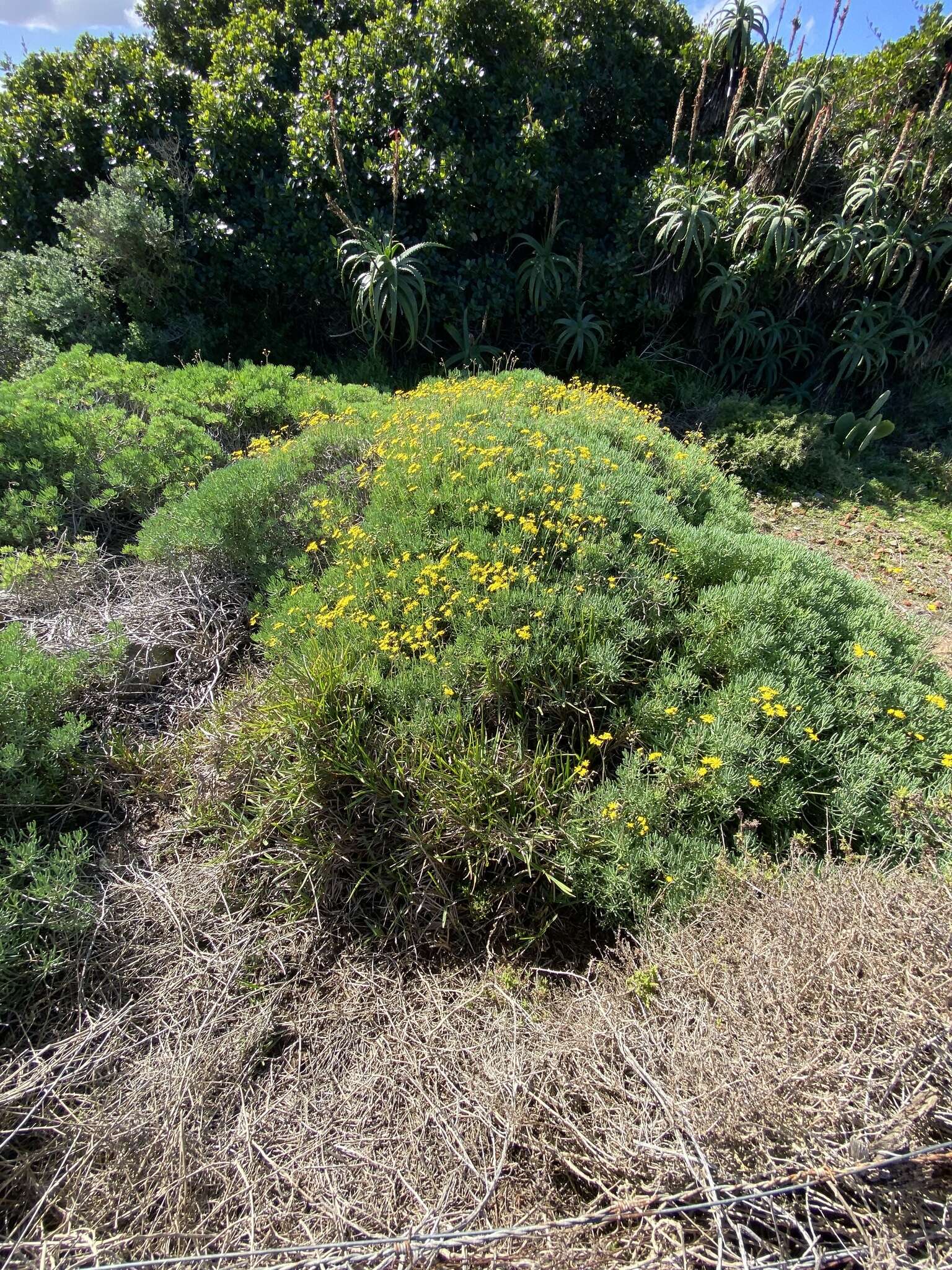 Image of Crassothonna cacalioides (L. fil.) B. Nord.