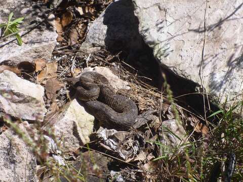 Image of Querétaro dusky rattlesnake