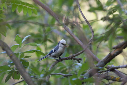 Image of Azure Tit