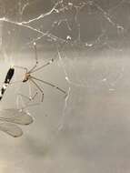 Image of Cellar spider