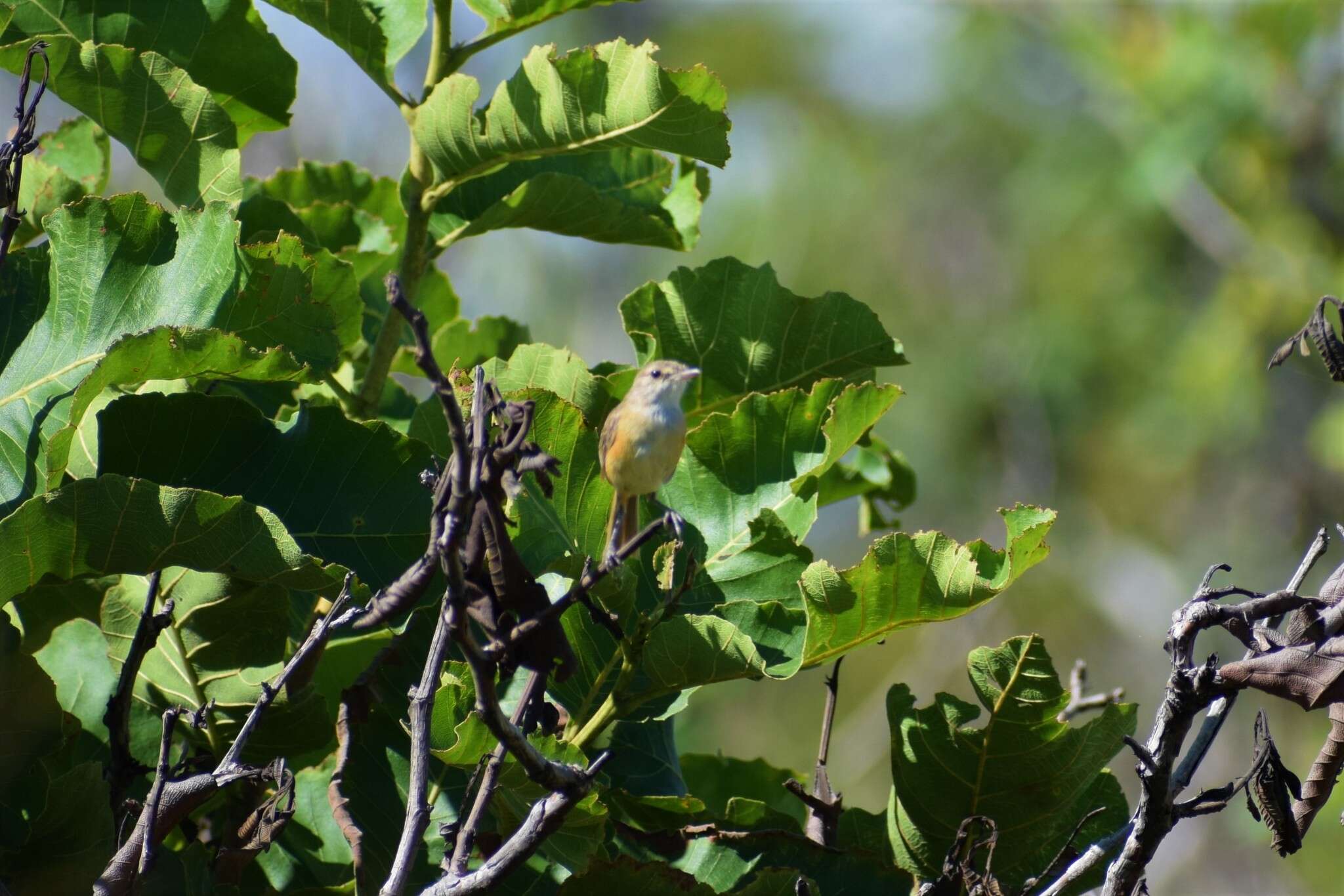 Image of Rufous-sided Pygmy Tyrant