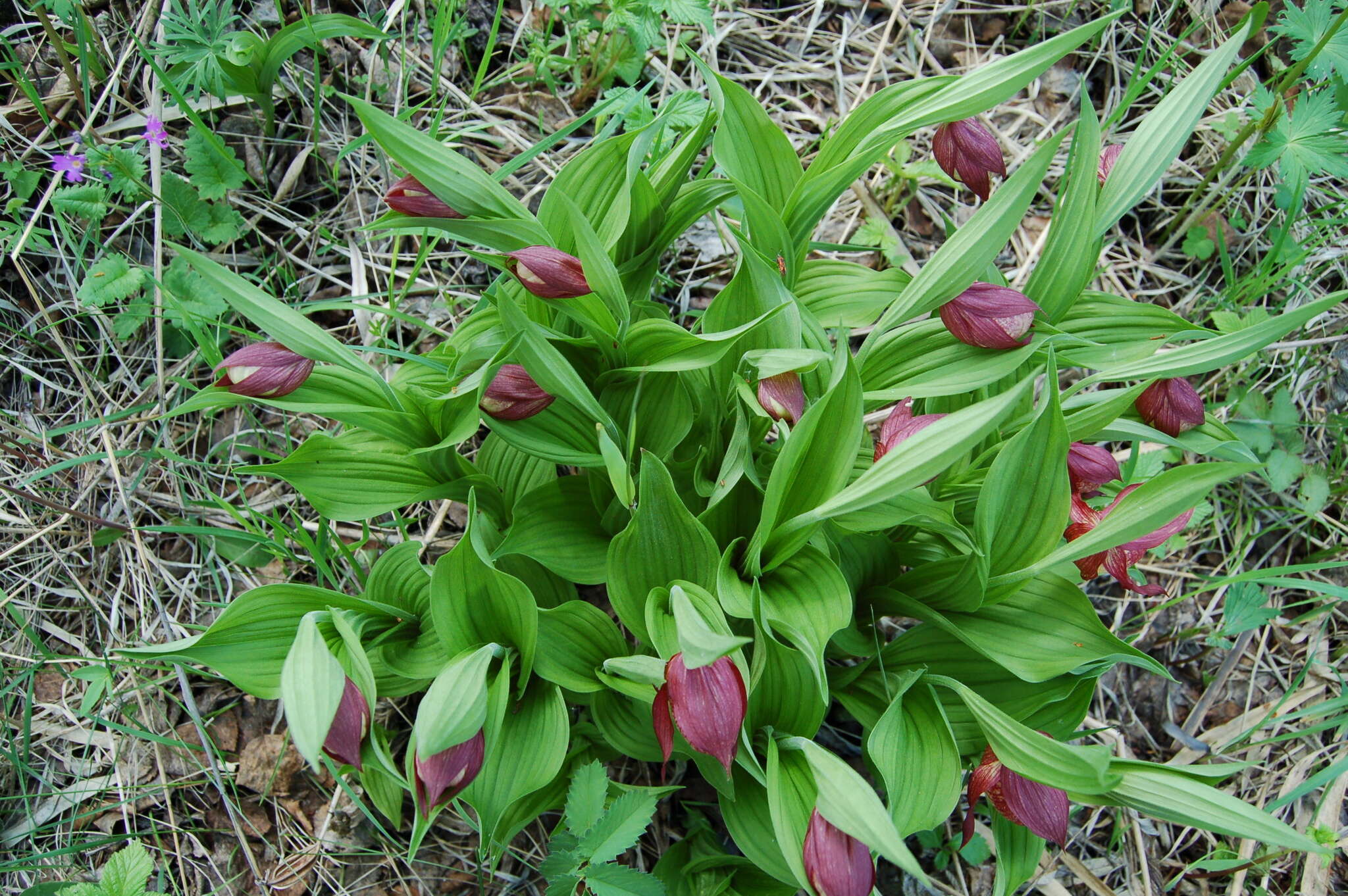 Image of Cypripedium ventricosum Sw.